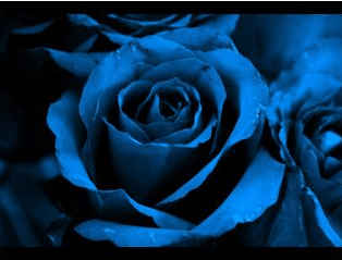 [blue-rose[2].gif]